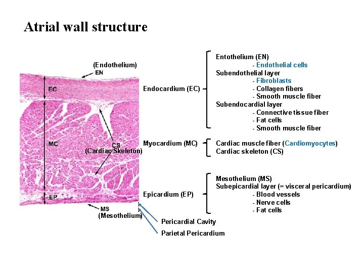 Atrial wall structure (Endothelium) Endocardium (EC) Myocardium (MC) (Cardiac Skeleton) Epicardium (EP) ] ]