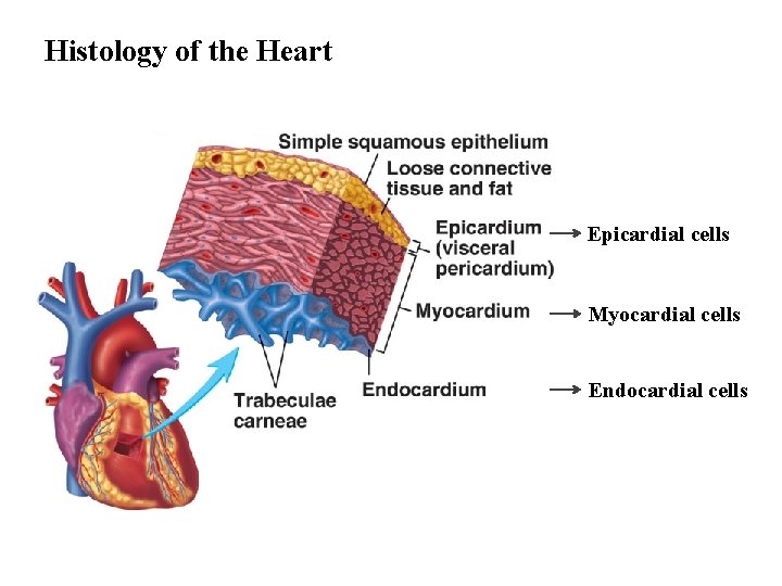 Histology of the Heart Epicardial cells Myocardial cells Endocardial cells 