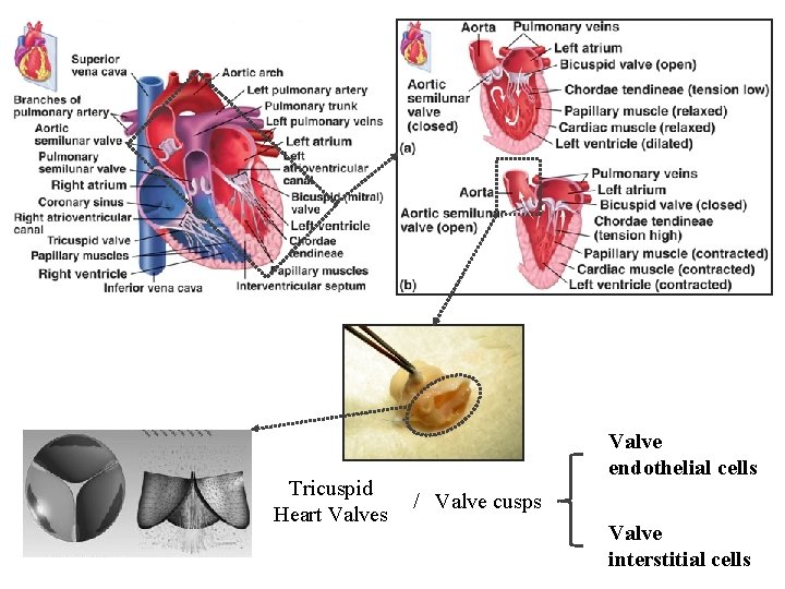 Tricuspid Heart Valves Valve endothelial cells / Valve cusps Valve interstitial cells 