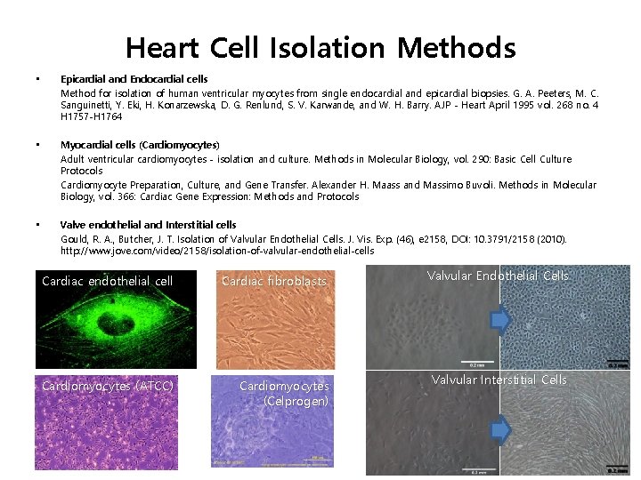 Heart Cell Isolation Methods • Epicardial and Endocardial cells Method for isolation of human