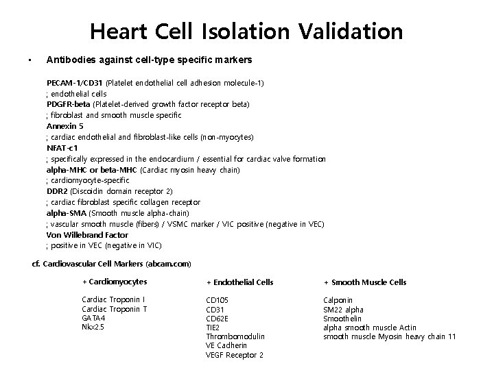 Heart Cell Isolation Validation • Antibodies against cell-type specific markers PECAM-1/CD 31 (Platelet endothelial