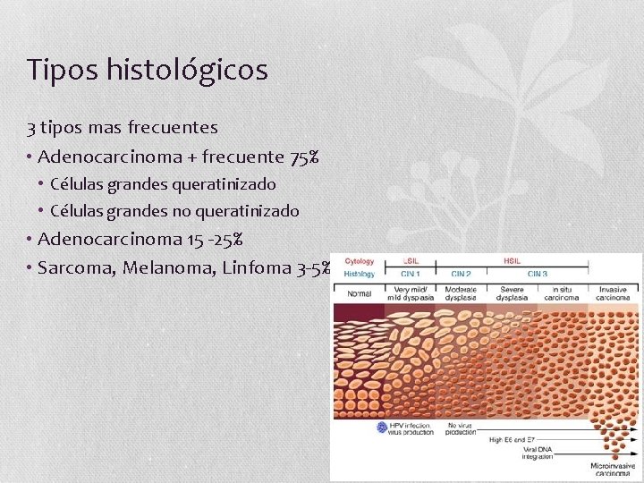 Tipos histológicos 3 tipos mas frecuentes • Adenocarcinoma + frecuente 75% • Células grandes