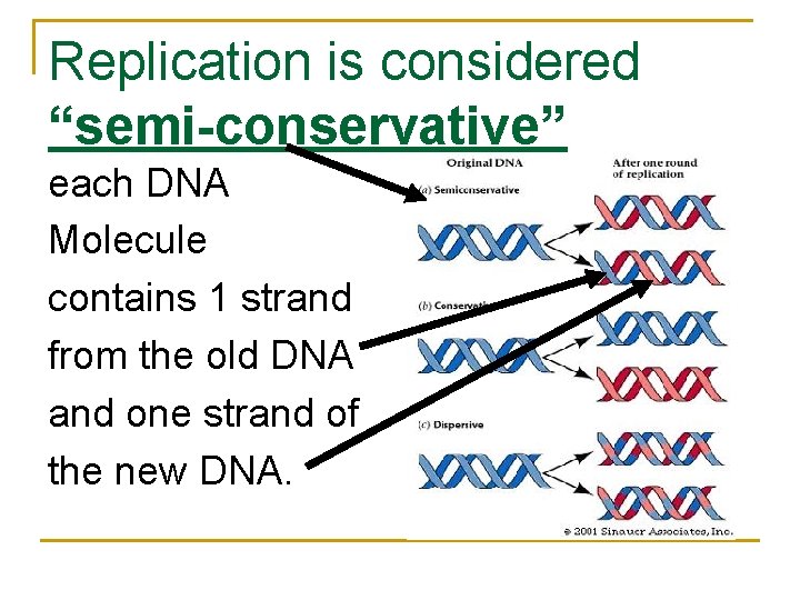 Replication is considered “semi-conservative” each DNA Molecule contains 1 strand from the old DNA