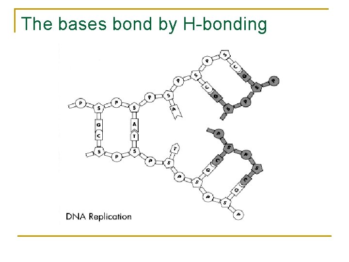 The bases bond by H-bonding 