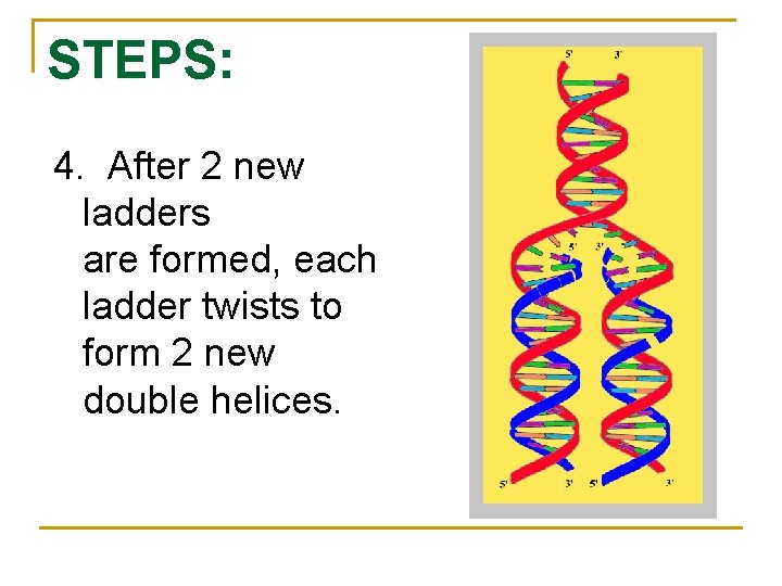 STEPS: 4. After 2 new ladders are formed, each ladder twists to form 2