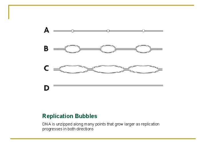 Replication Bubbles DNA is unzipped along many points that grow larger as replication progresses
