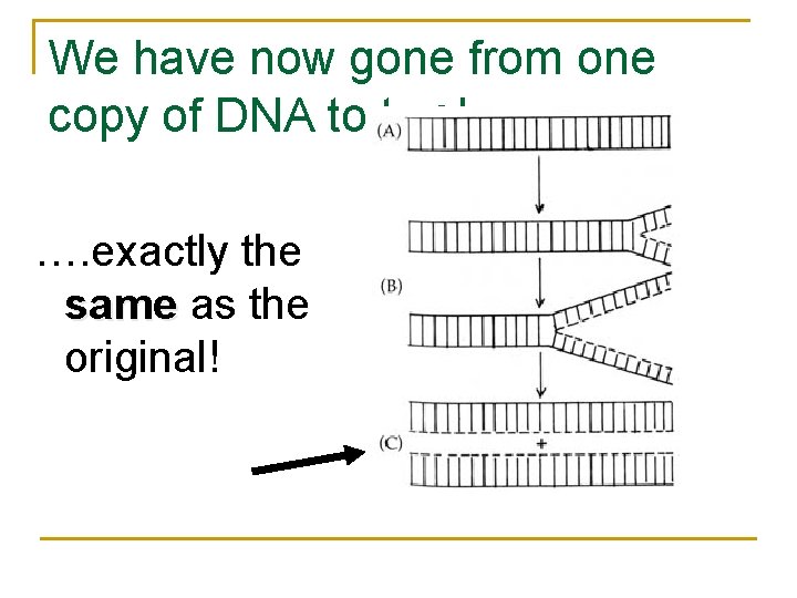 We have now gone from one copy of DNA to two!: …. exactly the