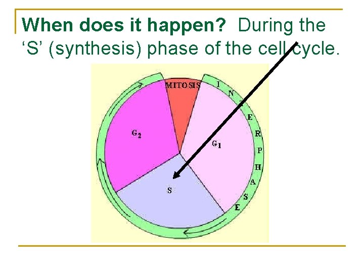 When does it happen? During the ‘S’ (synthesis) phase of the cell cycle. 