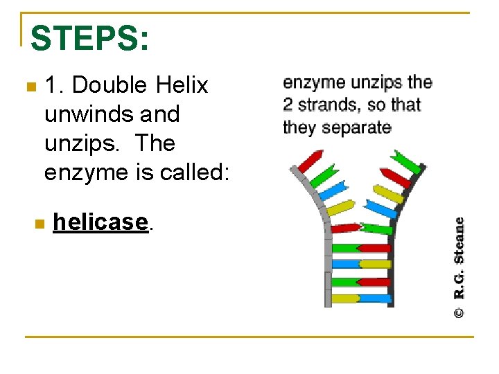 STEPS: n 1. Double Helix unwinds and unzips. The enzyme is called: n helicase.