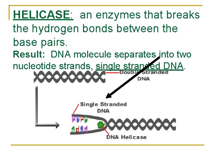 HELICASE: an enzymes that breaks the hydrogen bonds between the base pairs. Result: DNA