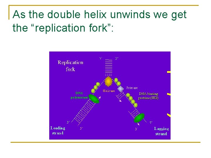 As the double helix unwinds we get the “replication fork”: 