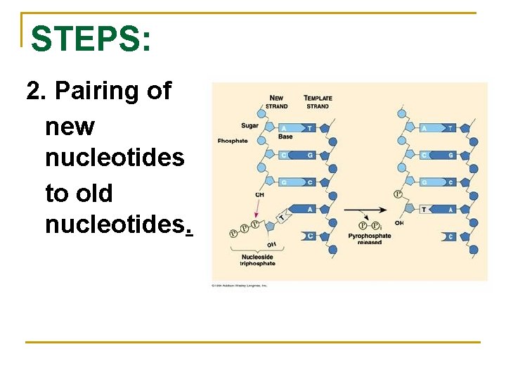 STEPS: 2. Pairing of new nucleotides to old nucleotides. 
