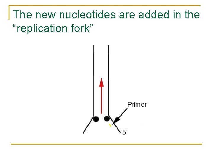 The new nucleotides are added in the “replication fork” 