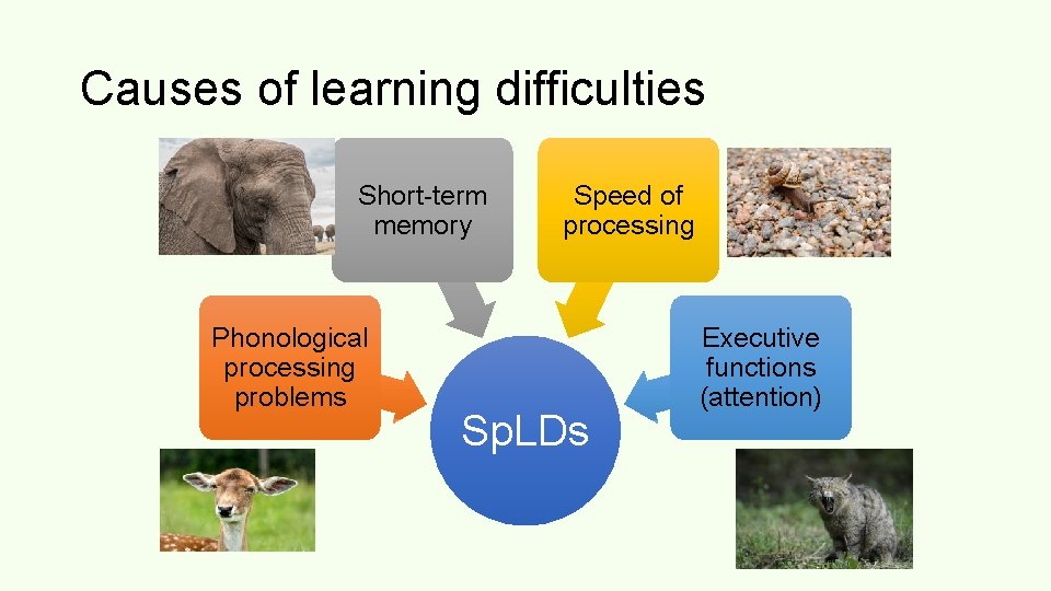 Causes of learning difficulties Short-term memory Phonological processing problems Speed of processing Sp. LDs