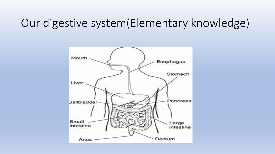 Our digestive system(Elementary knowledge) 