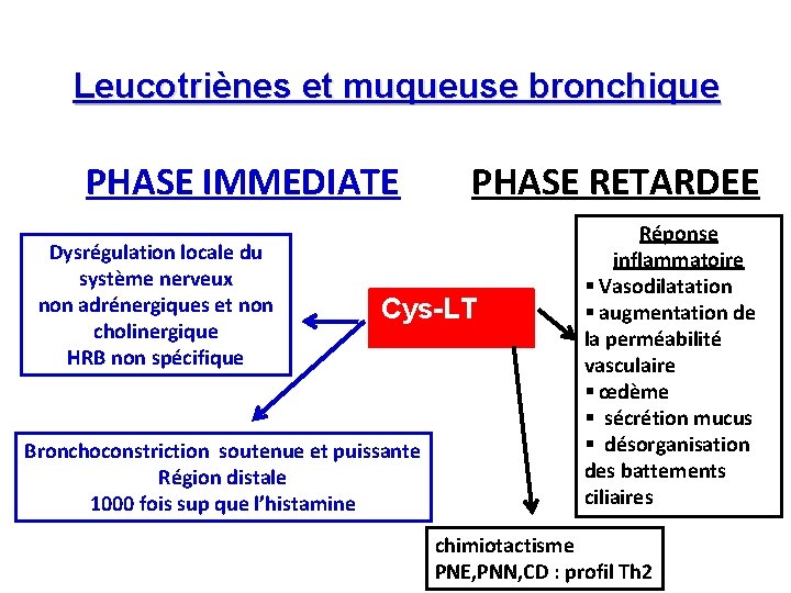 Leucotriènes et muqueuse bronchique PHASE IMMEDIATE Dysrégulation locale du système nerveux non adrénergiques et