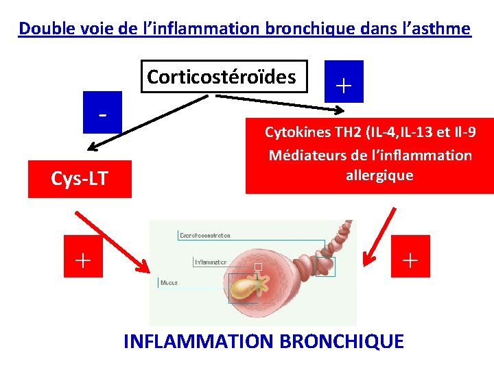 Double voie de l’inflammation bronchique dans l’asthme Corticostéroïdes Cys-LT Cytokines TH 2 (IL-4, IL-13