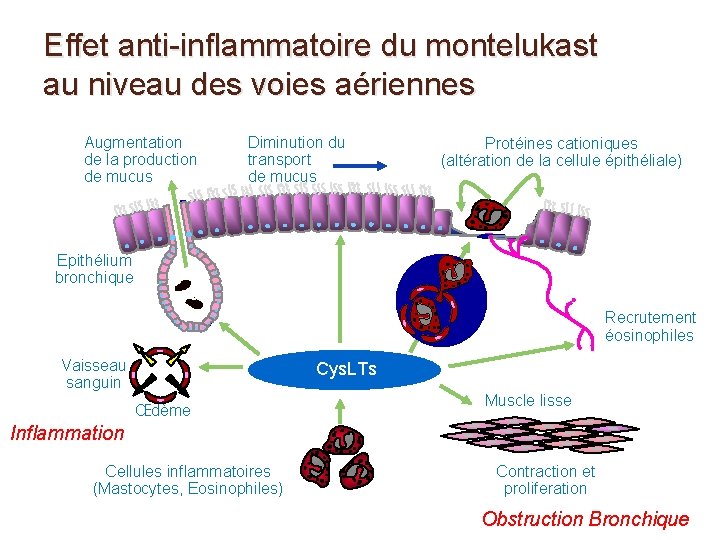 Effet anti-inflammatoire du montelukast au niveau des voies aériennes Augmentation de la production de