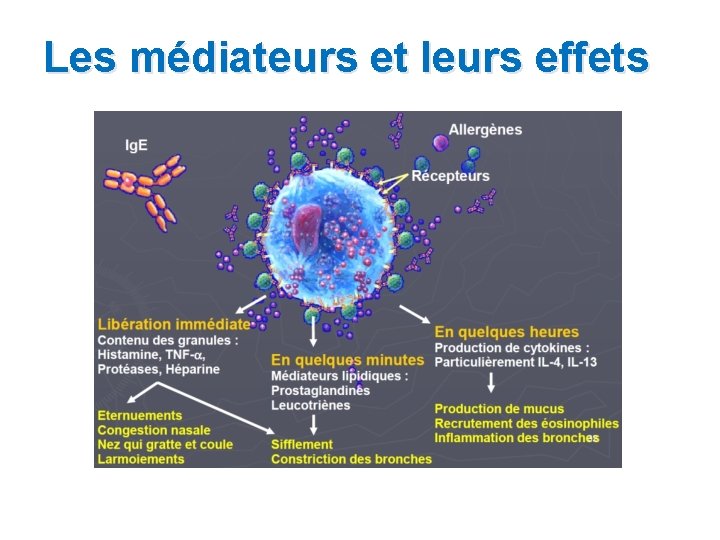 Les médiateurs et leurs effets 