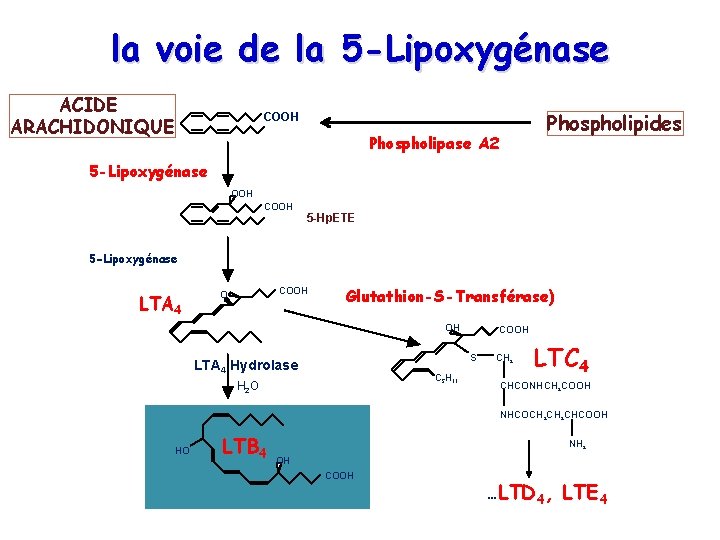 la voie de la 5 -Lipoxygénase ACIDE ARACHIDONIQUE COOH Phospholipase A 2 Phospholipides 5