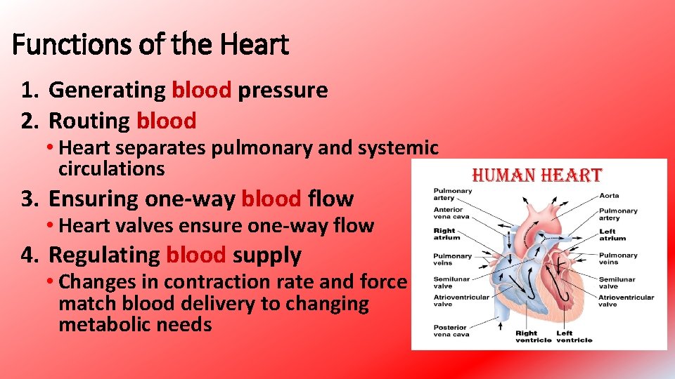 Functions of the Heart 1. Generating blood pressure 2. Routing blood • Heart separates