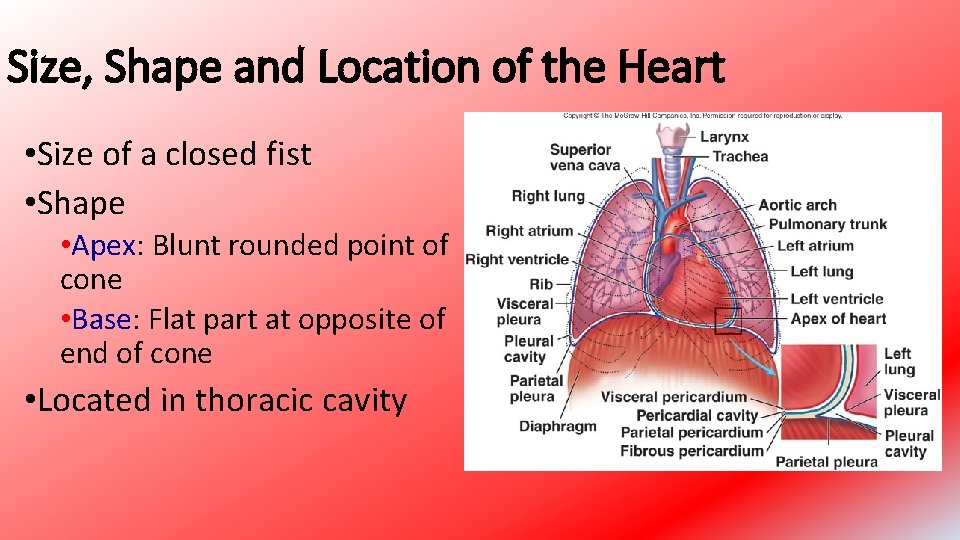 Size, Shape and Location of the Heart • Size of a closed fist •