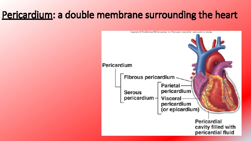 Pericardium: a double membrane surrounding the heart 