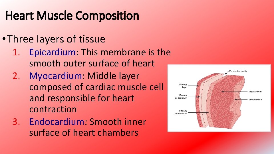 Heart Muscle Composition • Three layers of tissue 1. Epicardium: This membrane is the