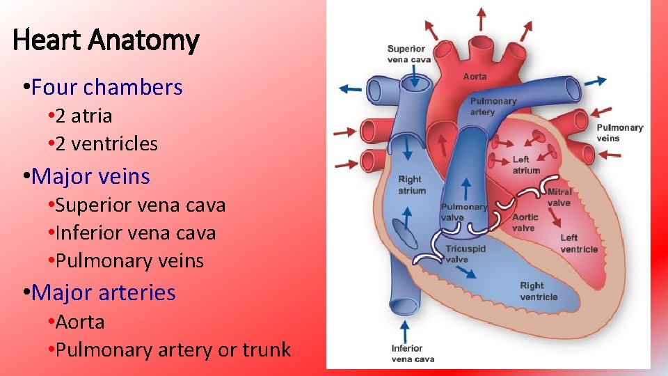 Heart Anatomy • Four chambers • 2 atria • 2 ventricles • Major veins