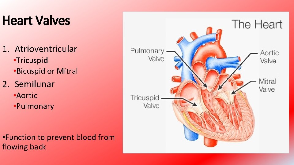 Heart Valves 1. Atrioventricular • Tricuspid • Bicuspid or Mitral 2. Semilunar • Aortic