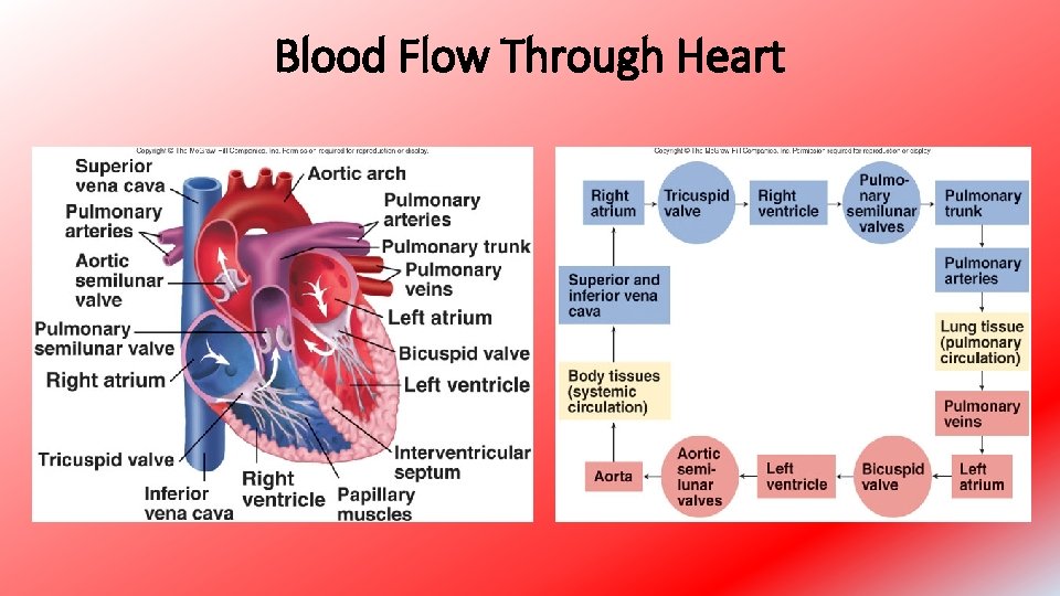 Blood Flow Through Heart 