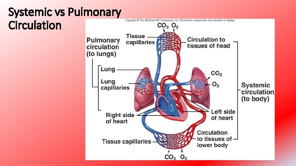 Systemic vs Pulmonary Circulation 