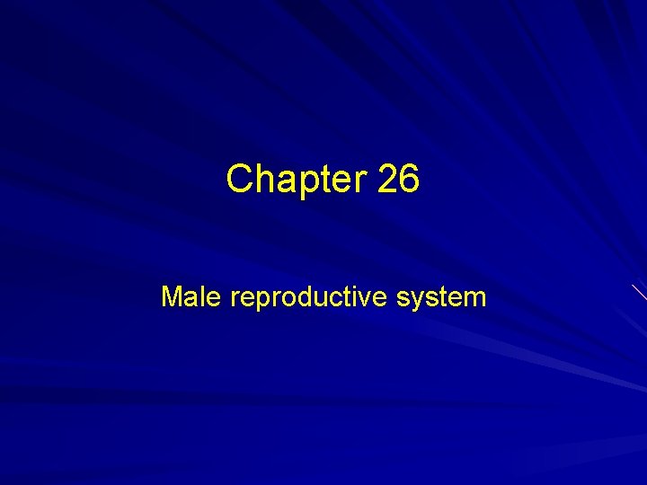 Chapter 26 Male reproductive system 