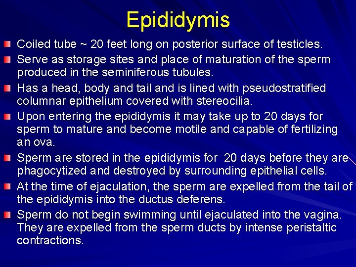 Epididymis Coiled tube ~ 20 feet long on posterior surface of testicles. Serve as