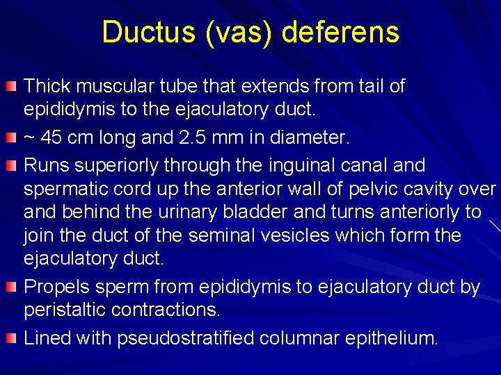 Ductus (vas) deferens Thick muscular tube that extends from tail of epididymis to the