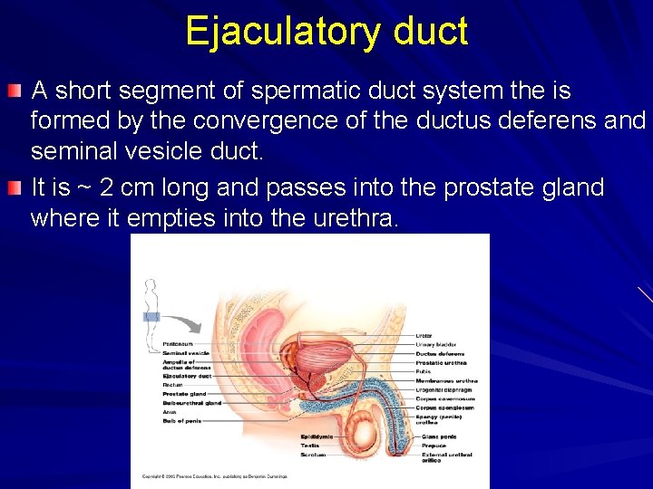 Ejaculatory duct A short segment of spermatic duct system the is formed by the