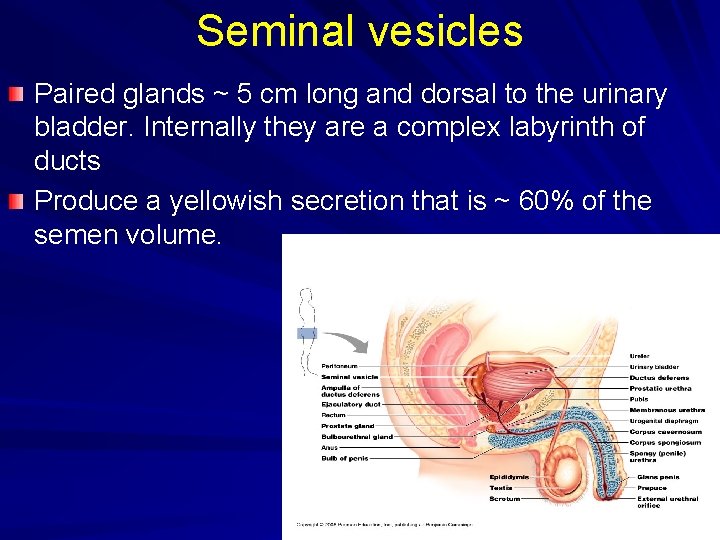 Seminal vesicles Paired glands ~ 5 cm long and dorsal to the urinary bladder.