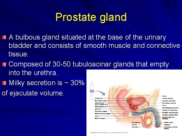 Prostate gland A bulbous gland situated at the base of the urinary bladder and