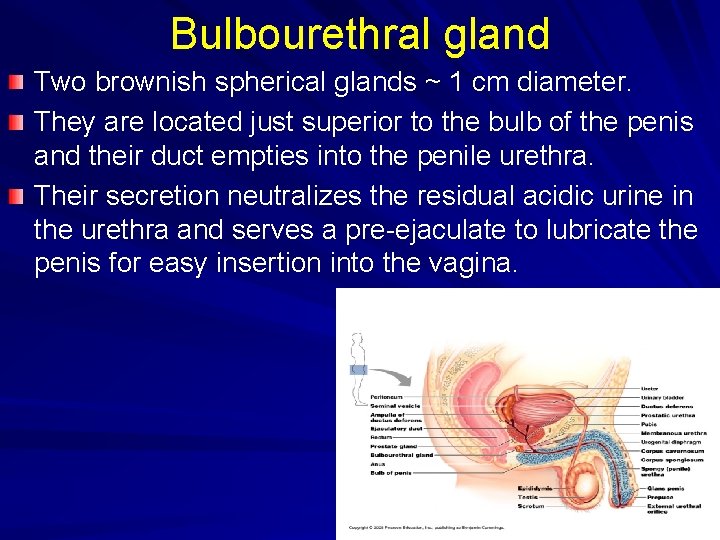 Bulbourethral gland Two brownish spherical glands ~ 1 cm diameter. They are located just