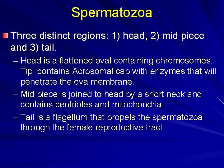 Spermatozoa Three distinct regions: 1) head, 2) mid piece and 3) tail. – Head