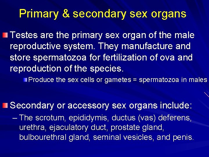 Primary & secondary sex organs Testes are the primary sex organ of the male