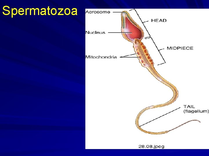 Spermatozoa 