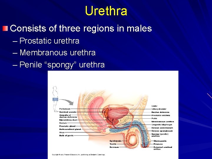 Urethra Consists of three regions in males – Prostatic urethra – Membranous urethra –