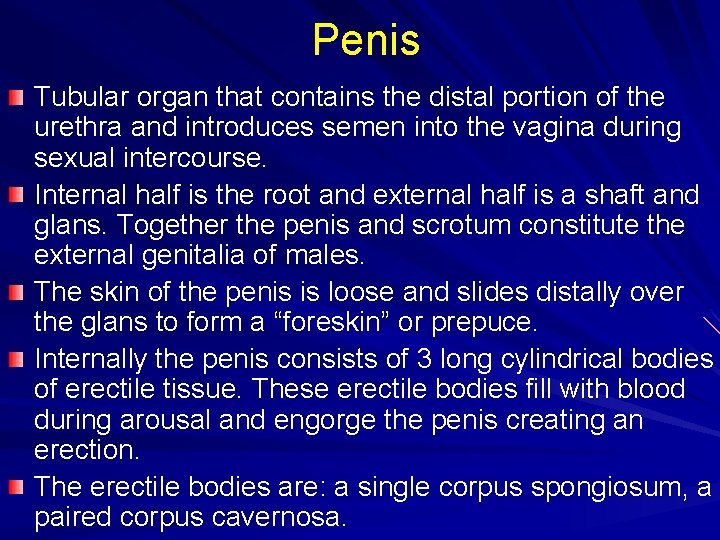 Penis Tubular organ that contains the distal portion of the urethra and introduces semen