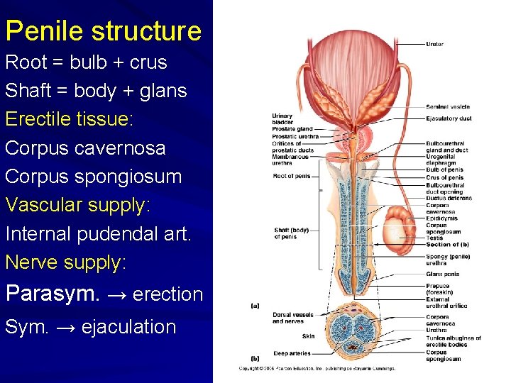 Penile structure Root = bulb + crus Shaft = body + glans Erectile tissue: