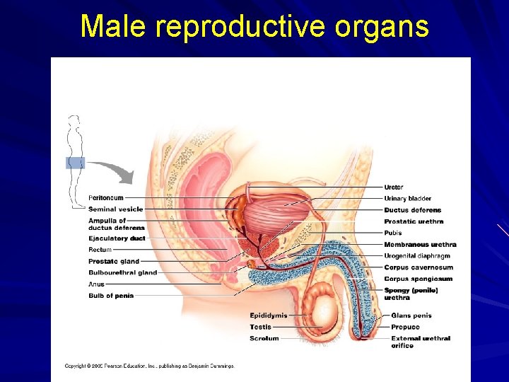 Male reproductive organs 