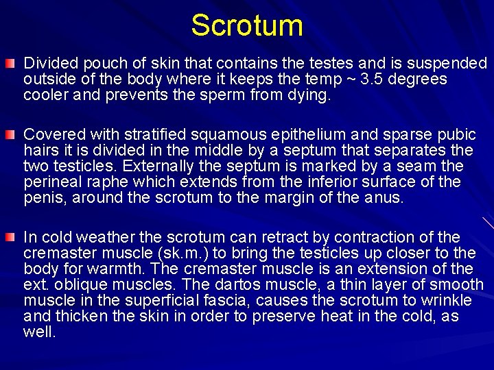 Scrotum Divided pouch of skin that contains the testes and is suspended outside of