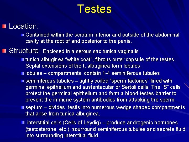 Testes Location: Contained within the scrotum inferior and outside of the abdominal cavity at