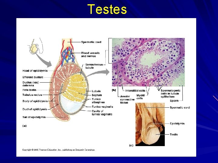 Testes 