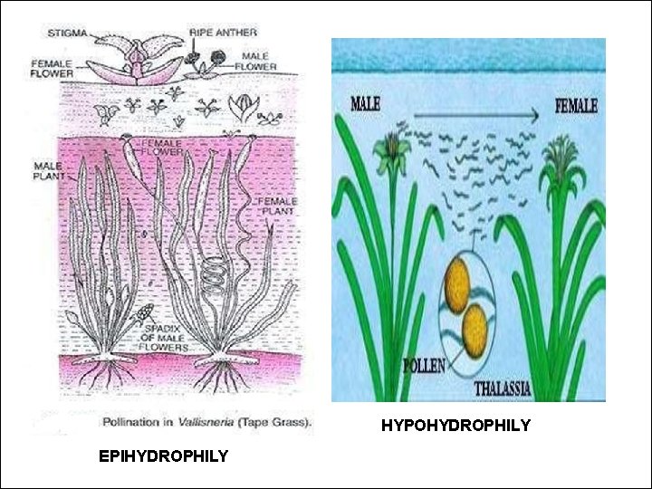 HYPOHYDROPHILY EPIHYDROPHILY 